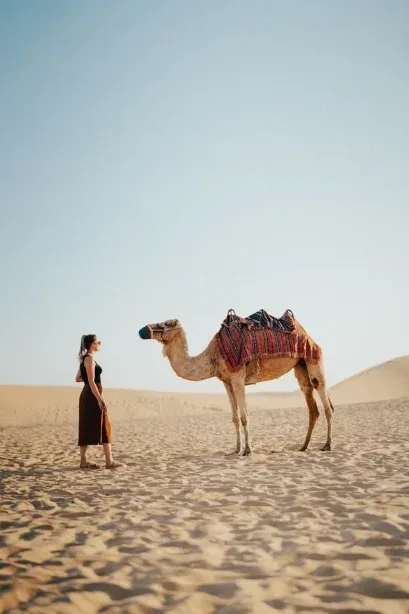 Camel safari caravan crossing the dunes at sunset near Jaisalmer