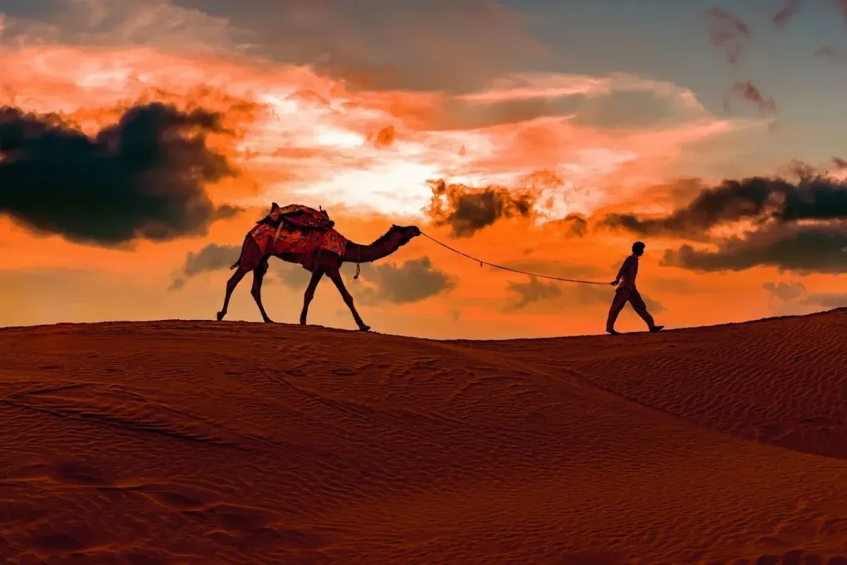 Camel caravan crossing the dunes at sunset
