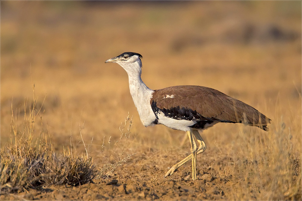 Jaisalmer Taxi Services